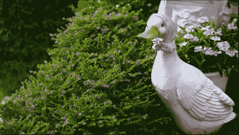Read more about the article Porch Goose Names: 50 Funny and Unique Names for Your Goose