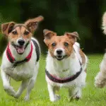 Top 100 Unique Male Dog Names with Meaning – Best Names for Your Fur Baby