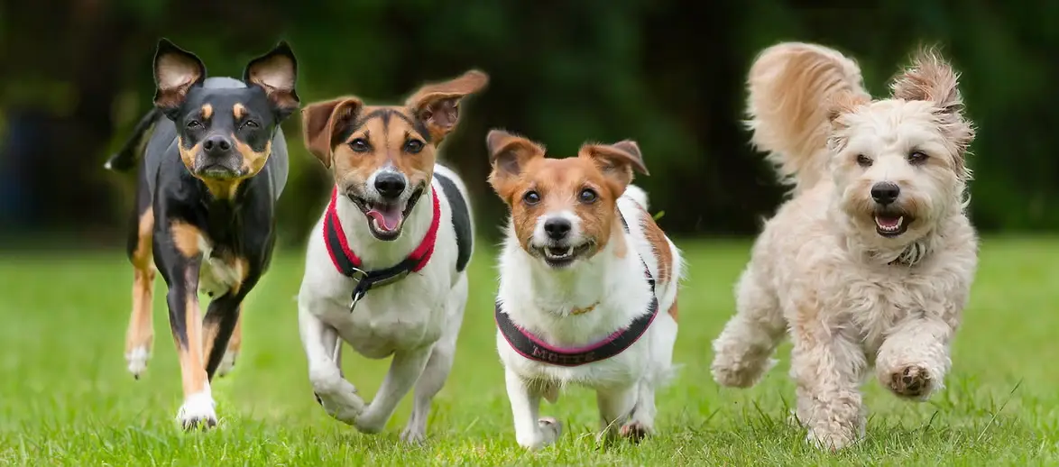 Read more about the article Top 100 Unique Male Dog Names with Meaning – Best Names for Your Fur Baby